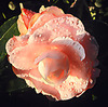 Camelia 2