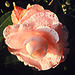 Camelia 2