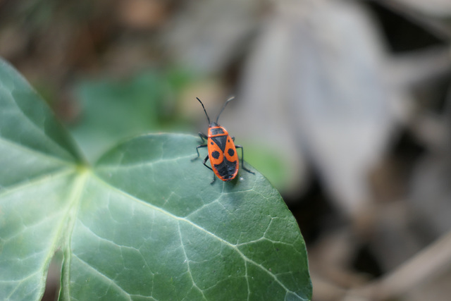 kleiner Käfer