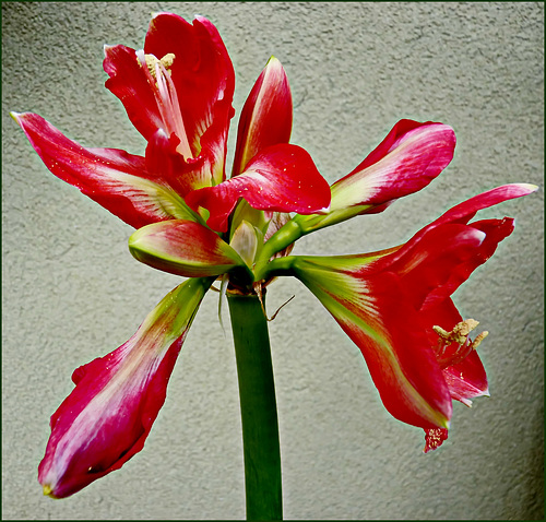 Royal Red - un fiore che mi è sbocciato in questi gelidi giorni