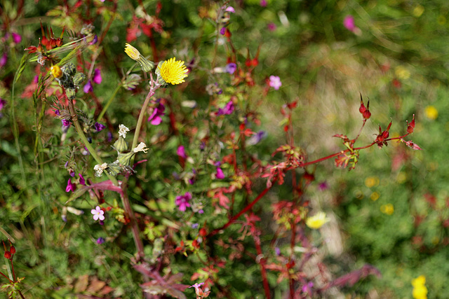 Herbes folles