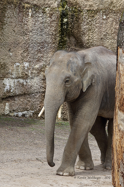 Jungbulle Thai (Zoo Zürich)