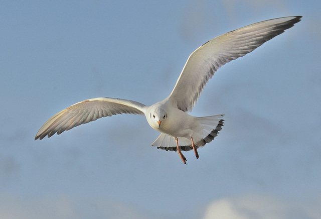 Vol d'une mouette...