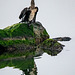 Cormorants