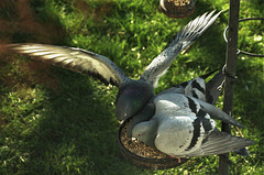 Pigeons fighting over the bird food!!