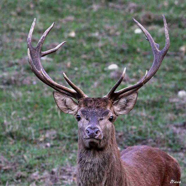 Pour cerf titude, il me voit