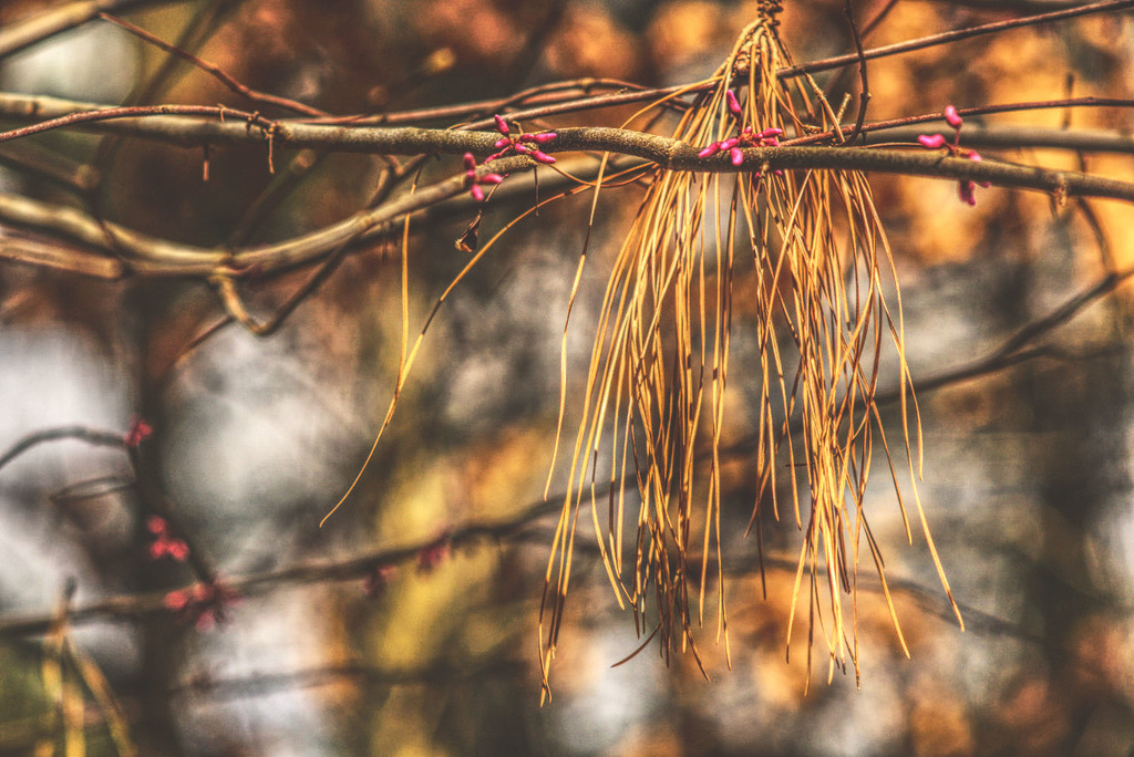 Redbud on the Verge of Blossoming