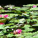 FR - Giverny - Garten von Claude Monet