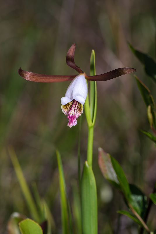 Cleistesiopsis oricamporum (Coastal Plain Pogonia)