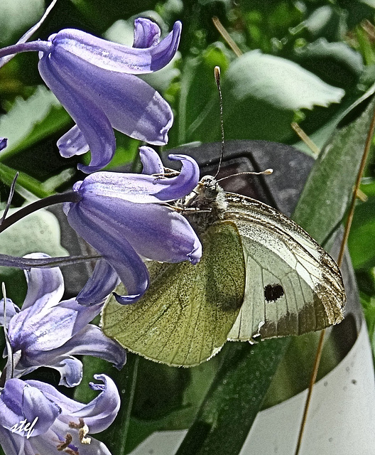 visitor in my garden