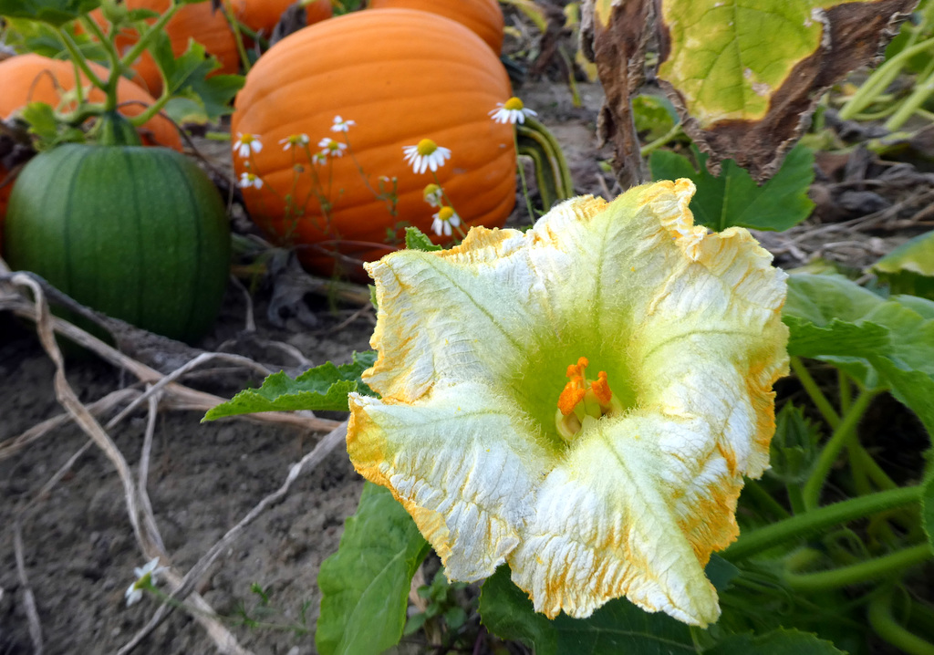 Kürbis und Blüte