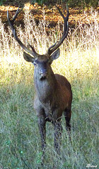 Cerf-élaphe