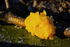 Ein Farbtupfer im Winterwald - A spot of colour in the winter forest