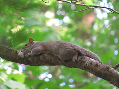 Gray squirrel resting on a branch