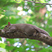 Gray squirrel resting on a branch