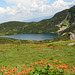 Bulgaria, Flowering Meadow on the Shore of the Lower Lake in the "Rila Lakes" Circus
