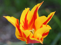 Tulip