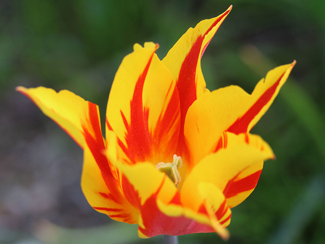 Tulip