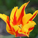 Tulip
