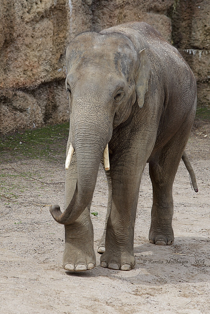 Jungbulle Thai (Zoo Zürich)