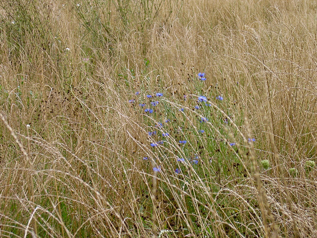 Cornflowers in the fields south of Rosliston