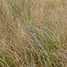 Cornflowers in the fields south of Rosliston