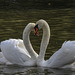 20170419 0473CPw [D~BI] Höckerschwan (Cygnus olar), Obersee,  Bielefeld-Schildesche