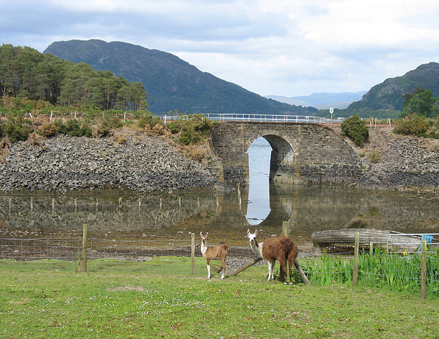 Craig Farm llamas