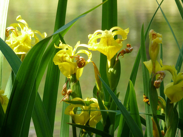 Irises