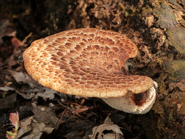 Day 4, fungus, Point Pelee