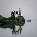 Cormorants