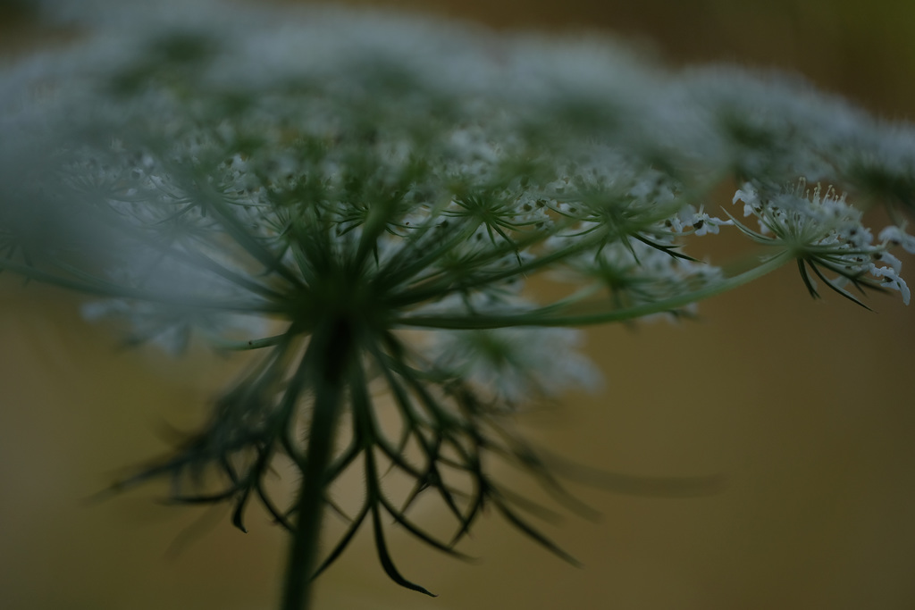DSCF2285