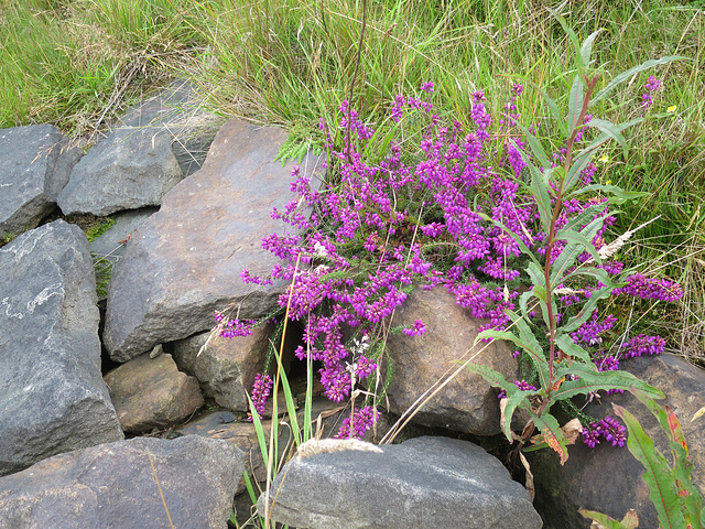 Purple Heather