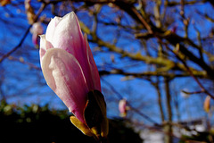 ... magnolia forever ...
