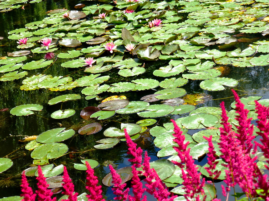 FR - Giverny - Garten von Claude Monet