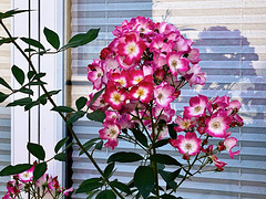 Blumenschmuck an den Hauswänden