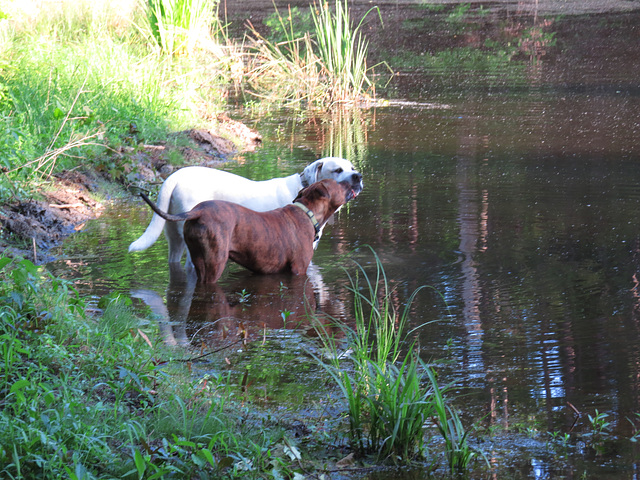 Branco & Rosie by the pond