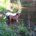 Branco & Rosie by the pond