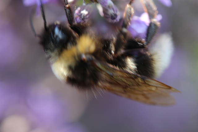 bourdon acrobatique