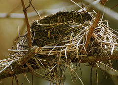 nest