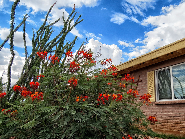 Ocotillo & Red Mexican Bird Of Paradise