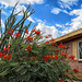 Ocotillo & Red Mexican Bird Of Paradise