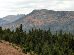 Distant Larch trees in their fall colour