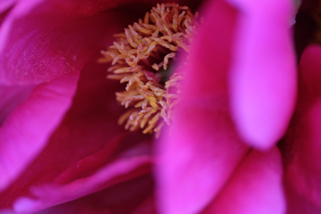 DSCF4375