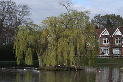 IMG_8795Chislehurstpond