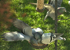 Pigeons fighting over the bird food!!