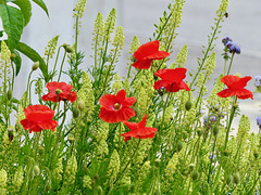 P1310171- Réséda jaune et coquelicots - jardin Hauteville  20 juin 2016