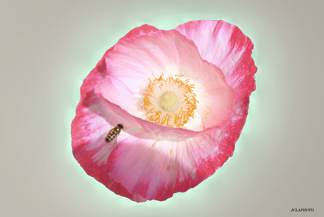 Coquelicot