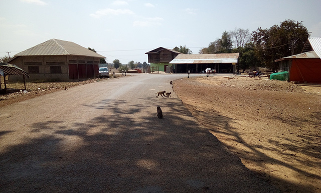 Traverse de singes / Monkeys crossing (Laos)