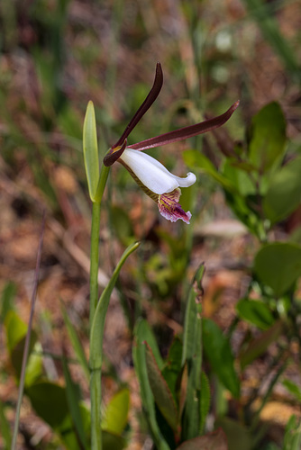 Cleistesiopsis oricamporum (Coastal Plain Pogonia)